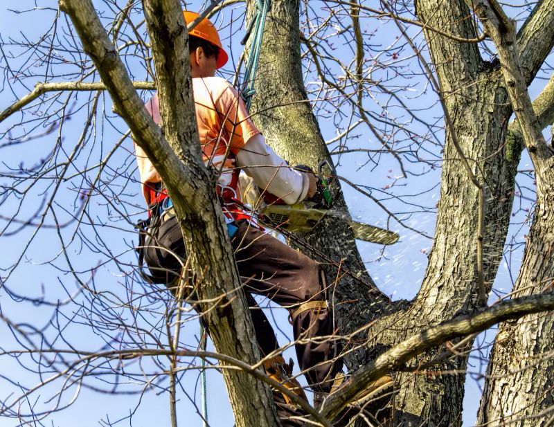 Contact About Tree Trimming