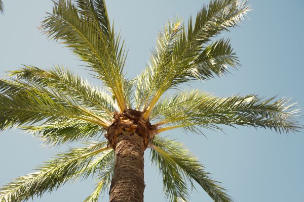 Palm Tree Pruning in Spanish Fork