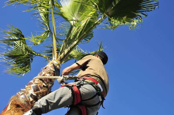 Palm Tree Trimming in Spanish Fork