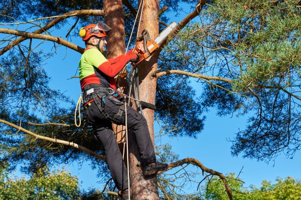 Tree Service in Spanish Fork