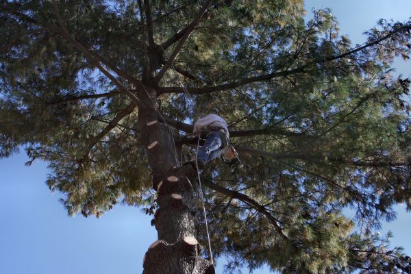 Trimming Service in Spanish Fork