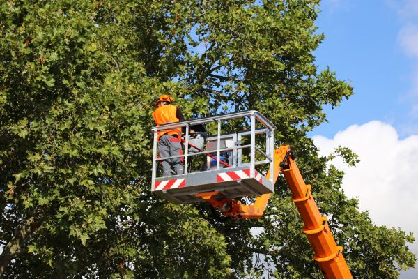 Commercial Tree Service in Spanish Fork