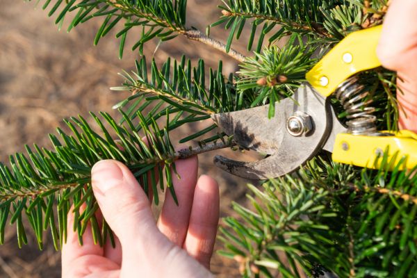 Pine Tree Pruning in Spanish Fork