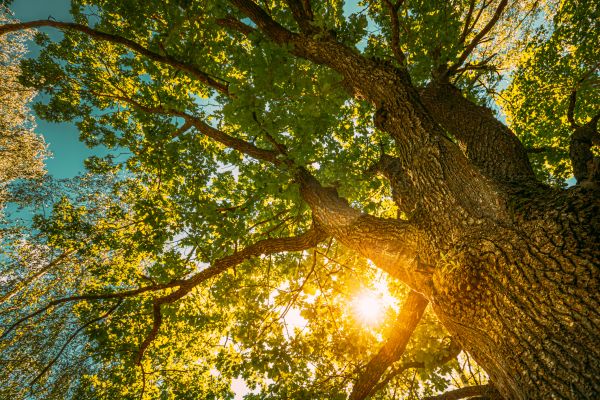 Oak Tree Pruning in Spanish Fork