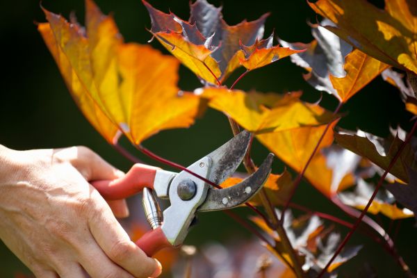 Maple Tree Pruning in Spanish Fork