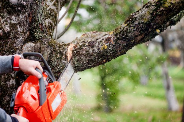 Tree Limbs Removal in Spanish Fork