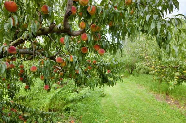 Peach Tree Pruning in Spanish Fork