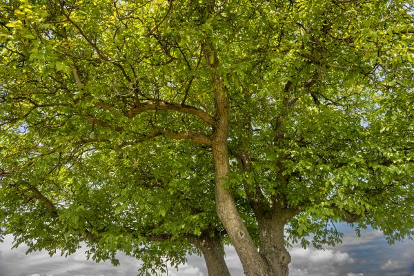Walnut Tree Trimming in Spanish Fork