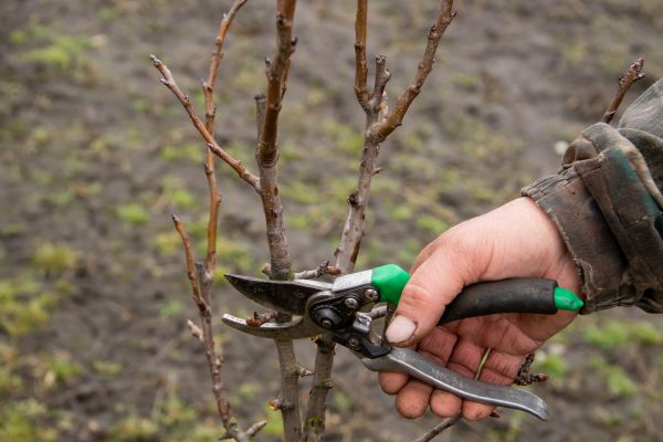 Pear Trees Pruning in Spanish Fork