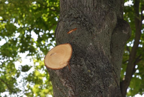 Limb Cutting in Spanish Fork