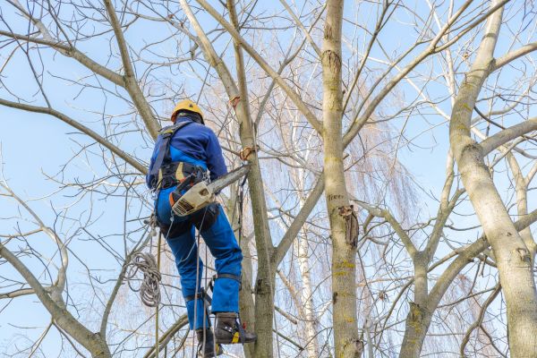 Large Tree Trimming in Spanish Fork