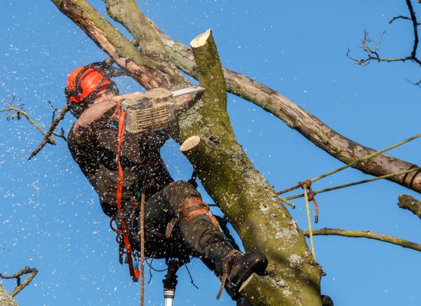 Tree Trimming Service in Spanish Fork