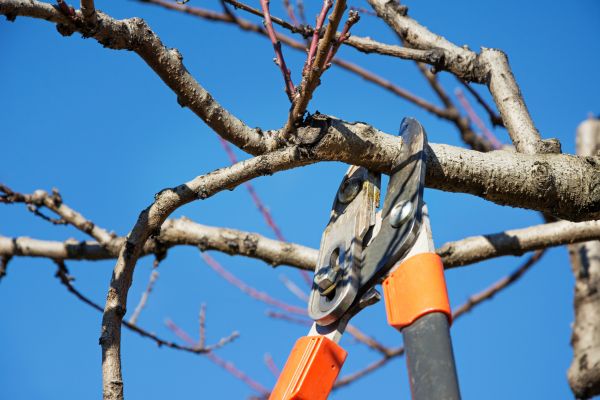 Tree Pruning in Spanish Fork