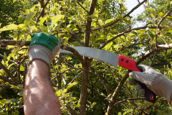 Apple Tree Trimming in Spanish Fork