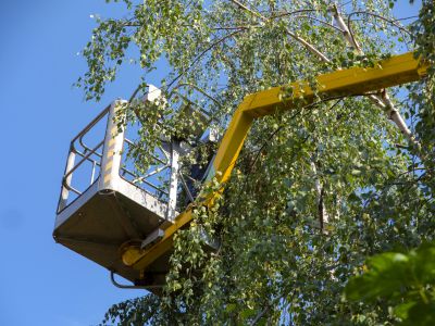 Local Tree Service Companies
